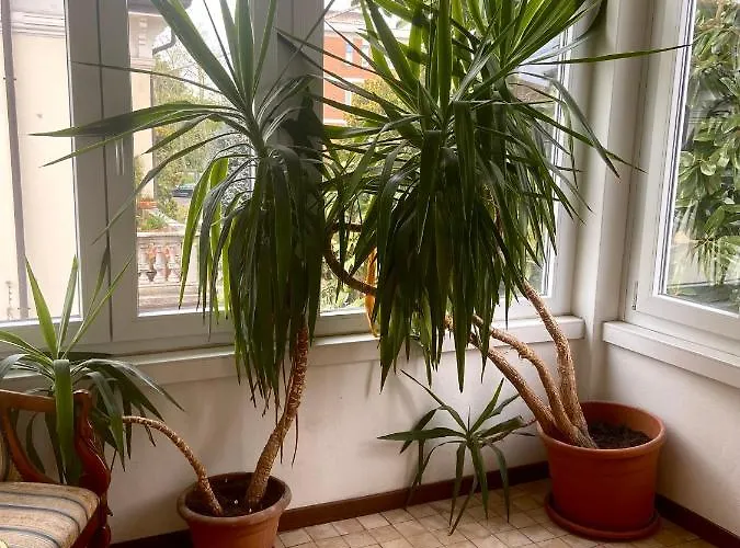 Bed & Breakfast La Magnolia - House Verona